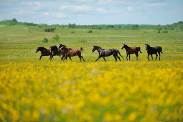 Herd of the horses in the field - 100075697