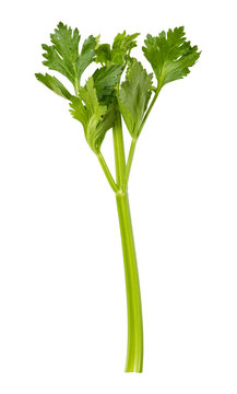 Single Celery Stalk isolated