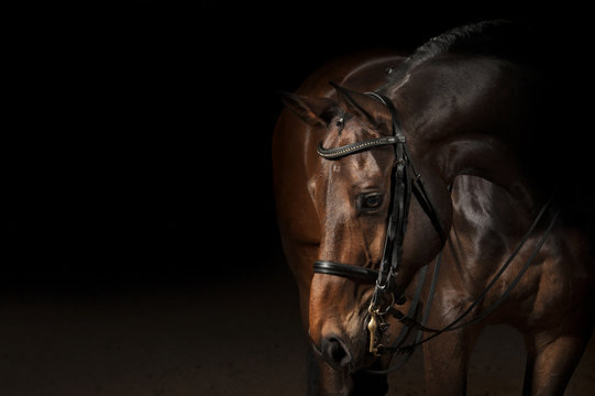 Portrait of a sport dressage horse © Pelana