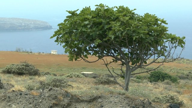 Seascape with a fig tree, Therasia, Greece.

