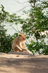 Monkey at Refreshing atmosphere on the hilltop