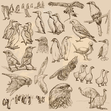 Birds. Line art vector. Pack.