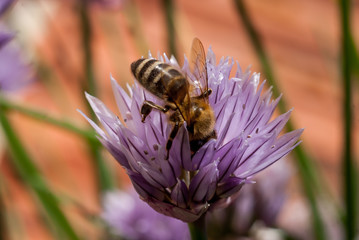 Biene sammelt Nektar auf einer Schnittlauchblüte