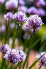 Schnittlauchblüten - Allium schoenoprasum