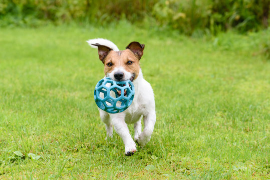 Happy dog running with ball. Jack Russell Terrier on green grass
