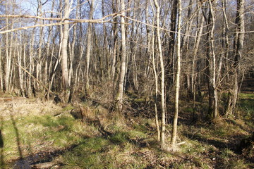 Forêt en hiver, Bourgogne
