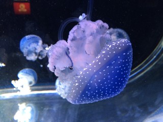 jellyfish