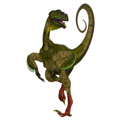 Ornitholestes on White - Ornitholestes was a small carnivorous dinosaur that lived in the Jurassic Period of Western Laurasia which is now North America.