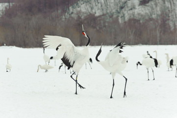Dancing cranes in Japan