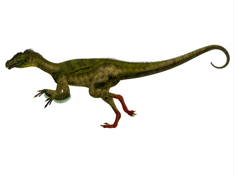 Ornitholestes Side Profile - Ornitholestes was a small carnivorous dinosaur that lived in the Jurassic Period of Western Laurasia which is now North America.