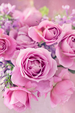 beautiful purple rose flower close-up.