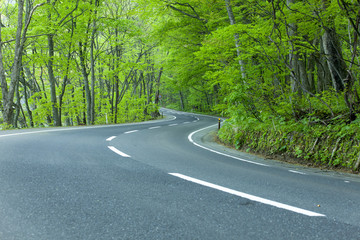 Road in a green forest