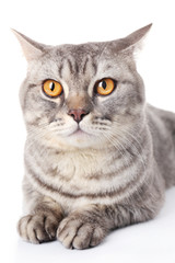 Grey cat isolated on white background