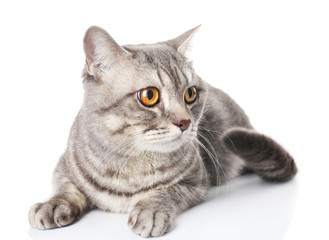 Grey cat isolated on white background