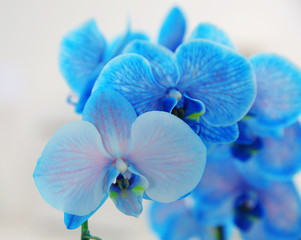 Naklejka na ściany i meble Blue orchid, close up