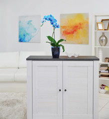 Beautiful blue orchid flower on table in the white room