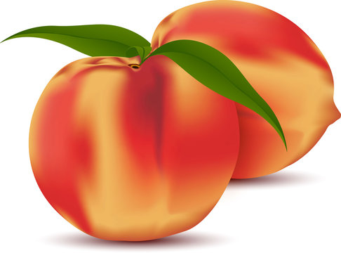 Two peach fruits with leaves. Vector illustration