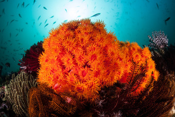 Naklejka premium Orange Cup Corals