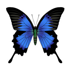 realistic vector butterfly  on white background