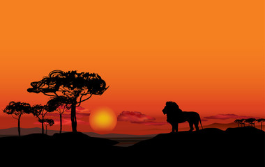 Fototapeta na wymiar African landscape with animal lion silhouette. Savanna sunset background