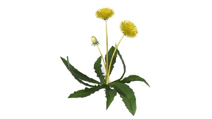 Dandelion flower with green leaves isolated on white background