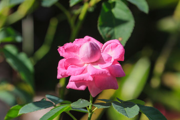 flowering roses in the garden