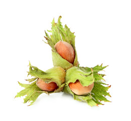 Fresh hazelnut closeup.
