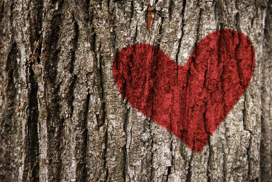 Red heart on the on tree bark