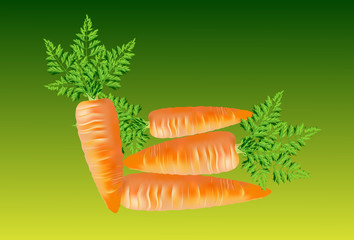  fresh Carrot style. Vector illustration.
