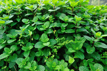 mint plant grow at vegetable garden