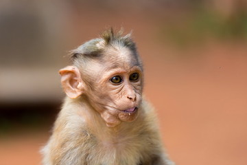 Obraz premium The bonnet macaque is a macaque endemic to southern India. Its distribution is limited by the Indian Ocean on three sides and the Godavari, Tapti Rivers along with a related species of rhesus macaque.