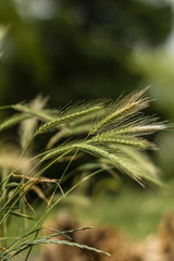 Grass bending in the wind