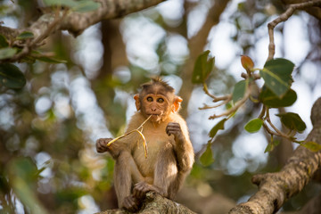The bonnet macaque is a macaque endemic to southern India. Its distribution is limited by the Indian Ocean on three sides and the Godavari, Tapti Rivers along with a related species of rhesus macaque.