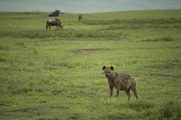 Fototapeta na wymiar De Safari por Tanzania