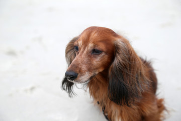 Dachshund dog on a beach