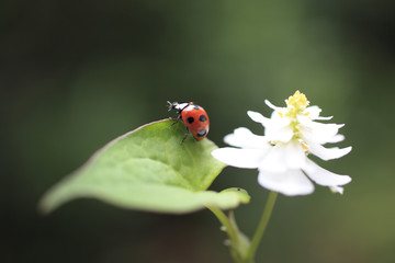 Ladybug