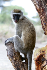 Macaco Veludo