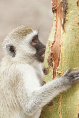 Macaco Veludo