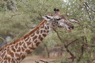 Girafa Maasai