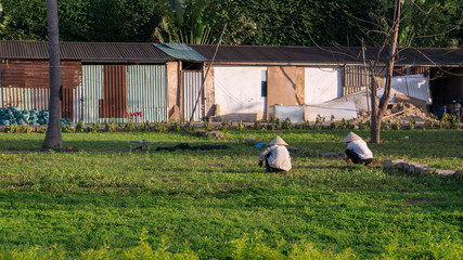 Two workers on a field with traditional rice hats in Vietnam