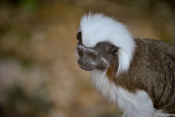 Cotton-top Tamarin