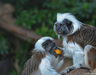 Cotton-top Tamarin's Eating Dinner  