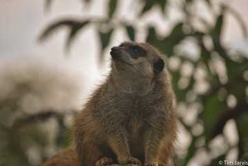 Fototapeta premium Meerkat On The Look Out 