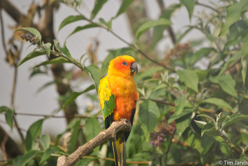 Sun Conure