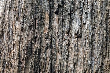  the surface of the bark.
