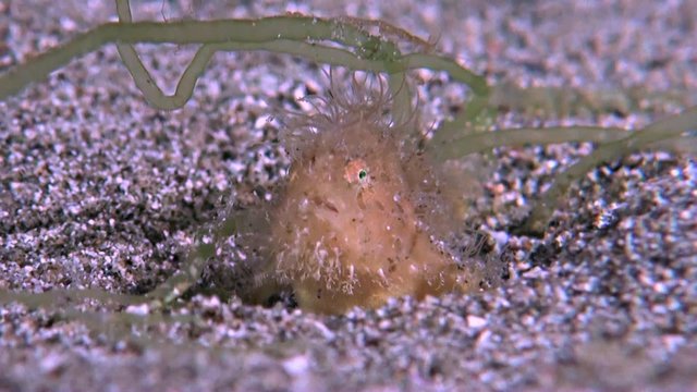 Hairy Frogfish. The size of this Frogfish is less than 3 cm. Antennariidae, Antennarius striatus. He catches small shrimps.
