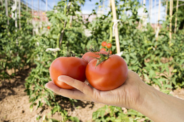 hand holding red tomatoes