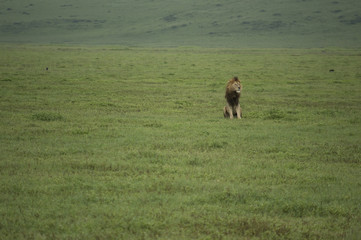 De Safari por Tanzania