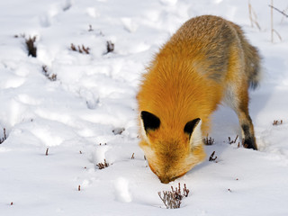Red Fox Face in Snow