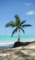 Fototapeta na wymiar palmera, playa, arena, mar turquesa, oleaje, cielo celeste, nubes